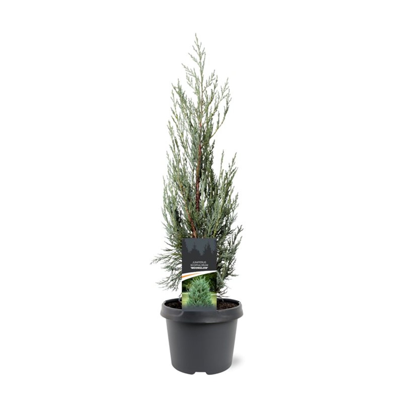 Juniperus s. 'Moonglow' - C3 40-50 CM